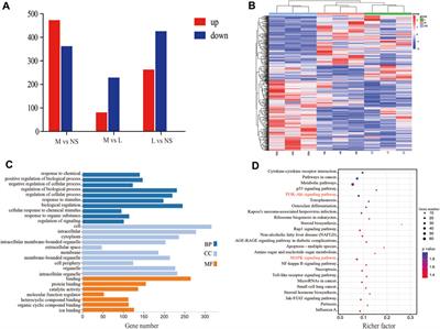 Elucidating the pharmacodynamic mechanisms of Yuquan pill in T2DM rats through comprehensive multi-omics analyses